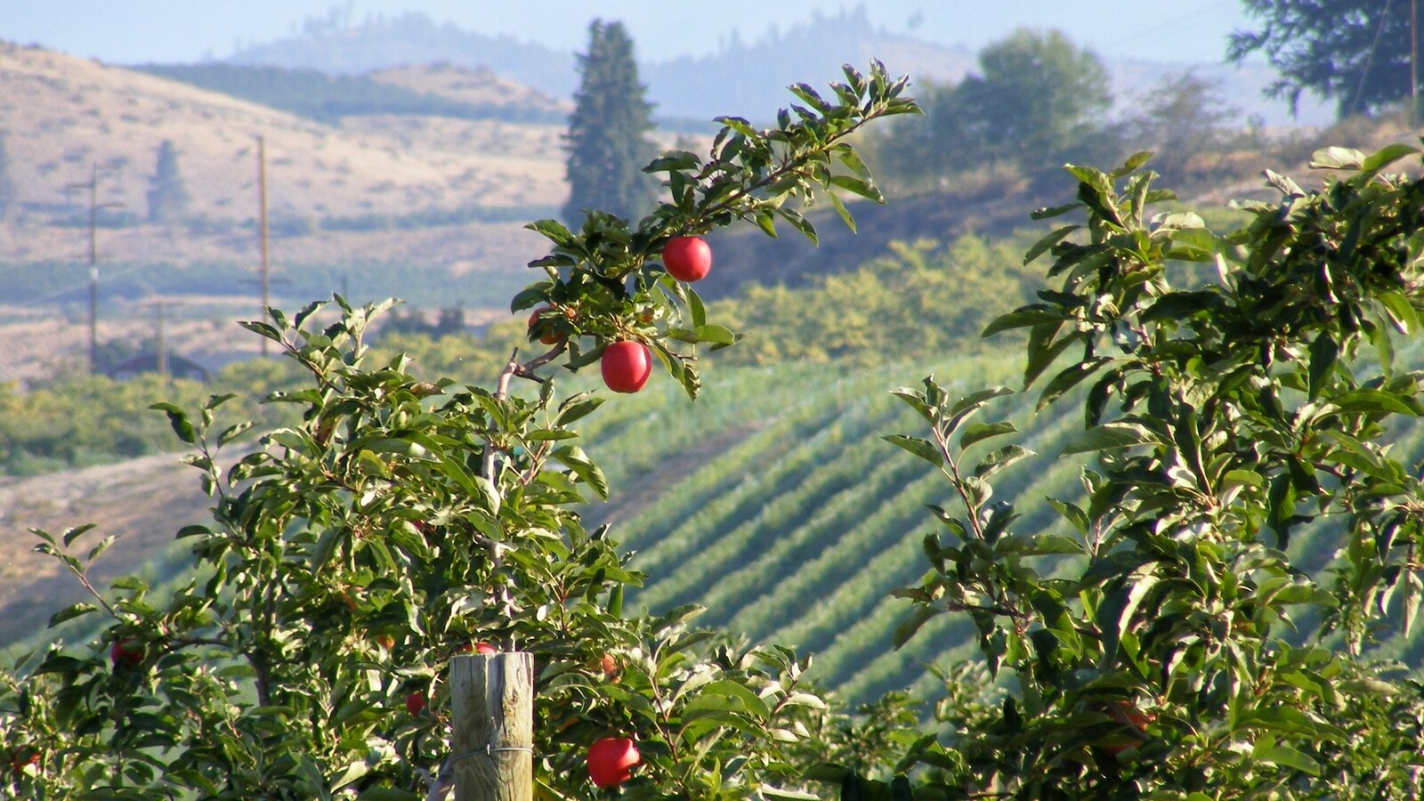 Cider