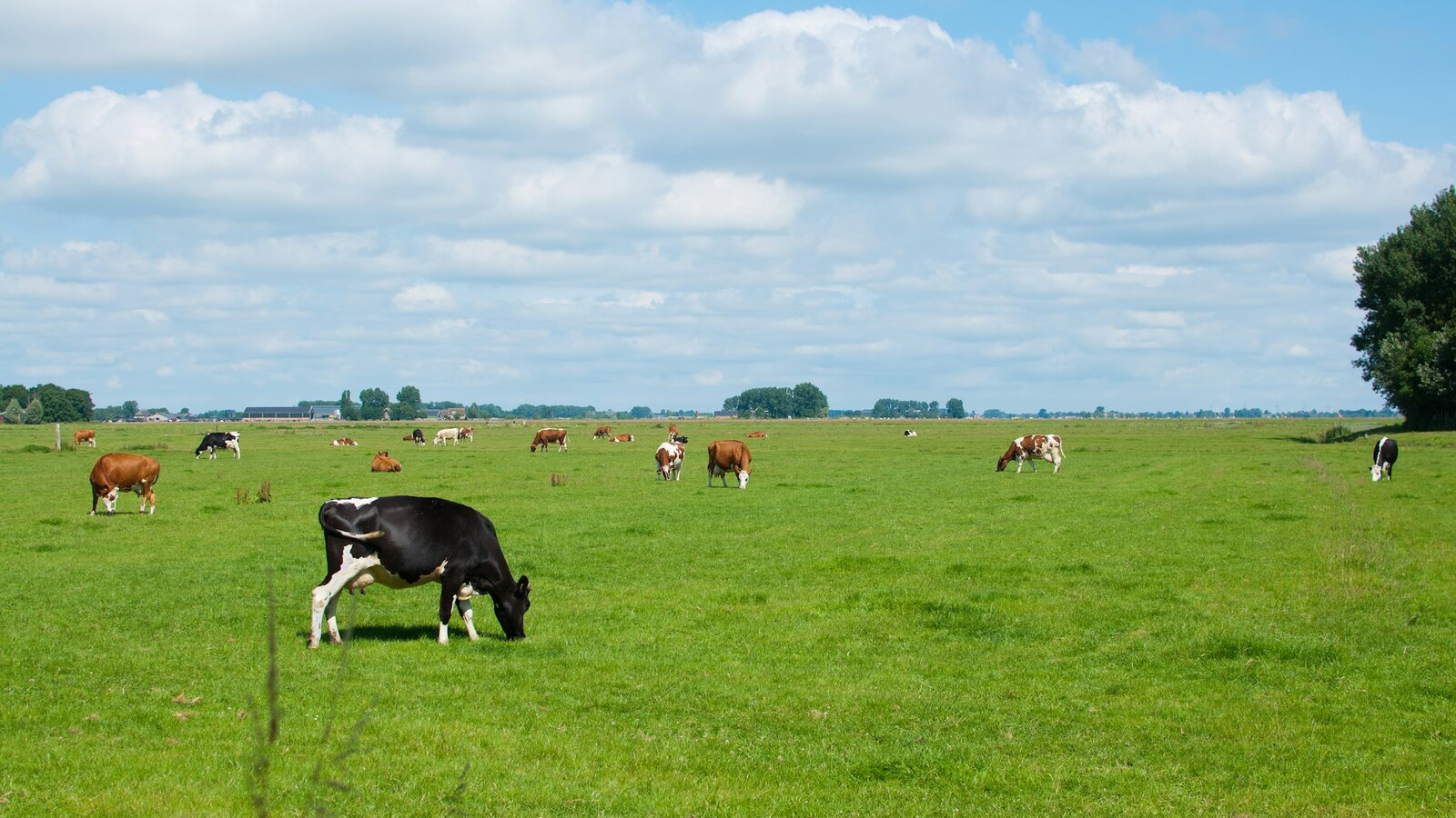 Cattle grazing in a green field on the farm