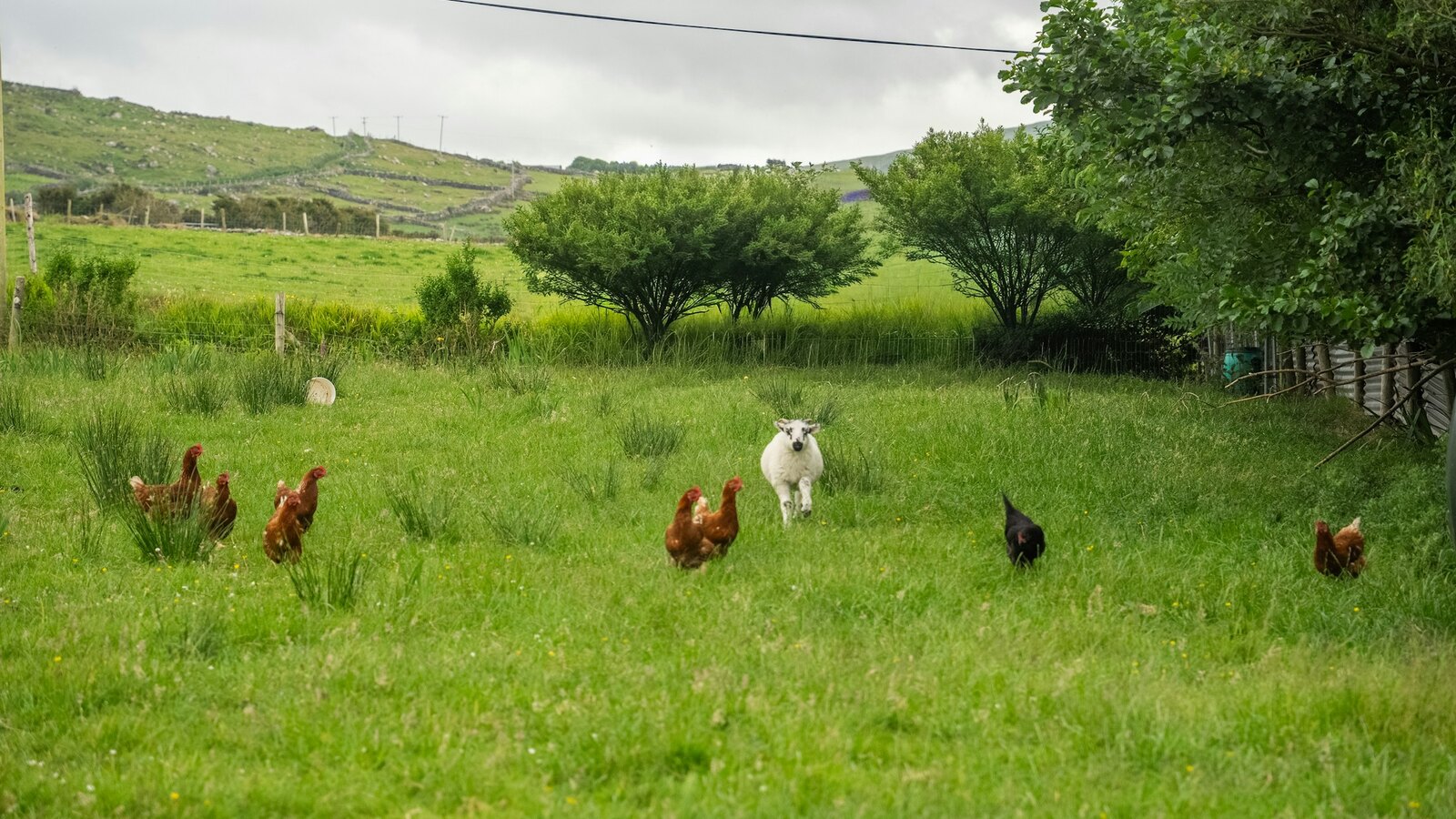 The hens on the grass