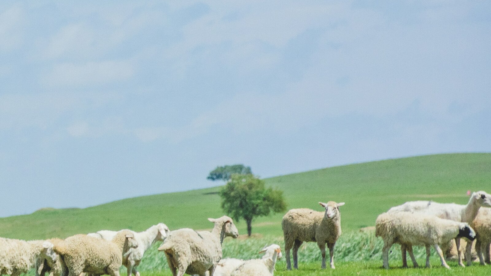 Lambs in the spring
