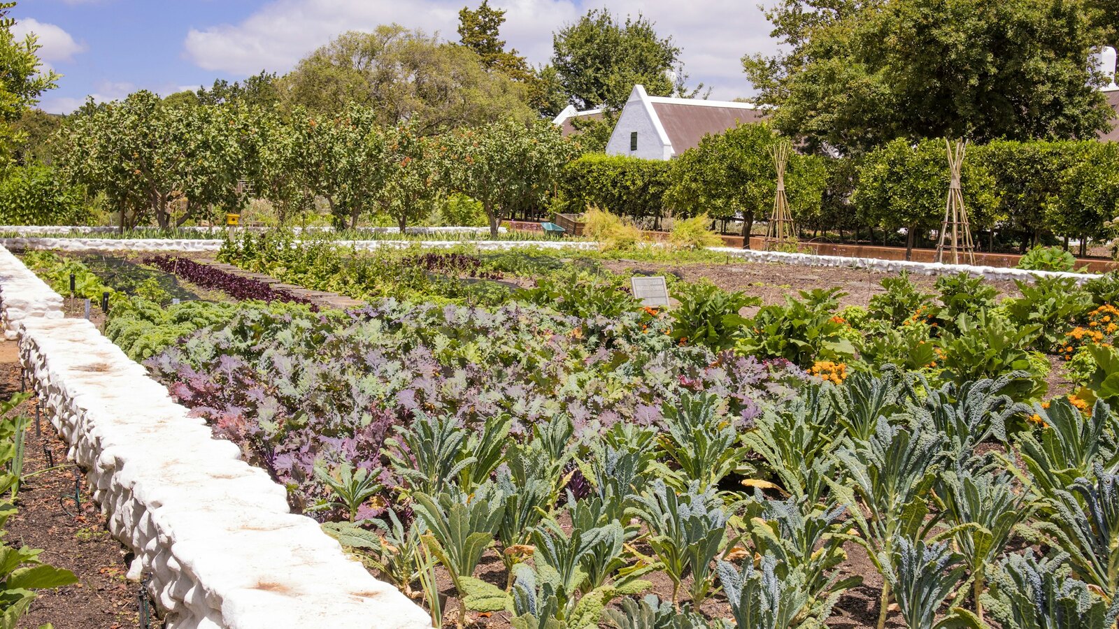 Veg growing through the season